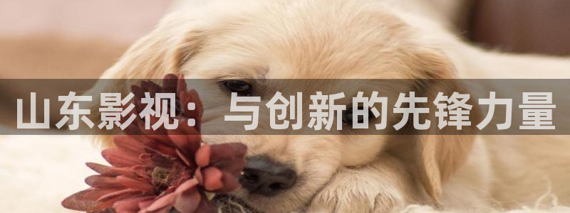 丝瓜视频os：山东影视：与创新的先锋力量